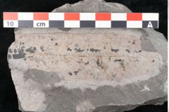 Foto (Detailansicht) von Equisetum ungeri Ettingshausen (NHMW-GEO-2024-0188-10618)